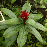 Hellenia speciosa (J.Koenig) S.R.Dutta